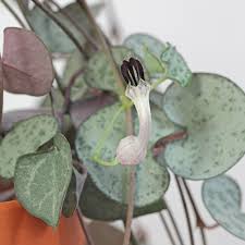 Image result for Ceropegia gracilior