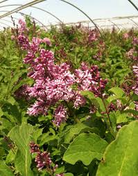 Image result for Syringa prestoniae