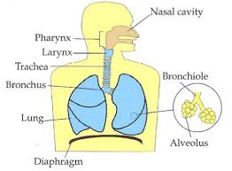 Each cavity is the continuation of one of the two nostrils.the nasal cavity is the uppermost part of the respiratory system and provides the nasal passage for inhaled air from the nostrils to the nasopharynx and rest of. Lecture 32 Functions Of Respiratory System Flashcards Quizlet