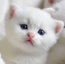 pin de 최미라 en all gods creatures pt 2 gatitos lindos divertidos gatos bonitos gato blanco ojos azules