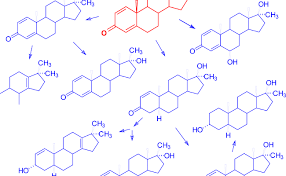 Subcellular distribution and functional interrelationship of steroidhormone receptors. Anabol Androgene Steroidhormone Anabolika Deutsche Sporthochschule Koln