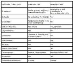 116 Best Cells Images Teaching Biology Teaching Science