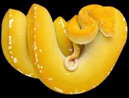 Tree Python Postcard Zazzle Com In 2021 Snake Wallpaper Yellow Snake Yellow Tree