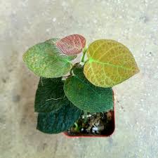 Image result for Polystachya villosa