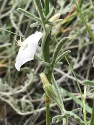 Image result for Convolvulus ocellatus