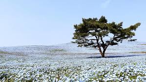 Beautiful flowers in early summer, baby blue eye flower. Stunning Baby Blue Eyes Flowers Bloom In Japan Cgtn