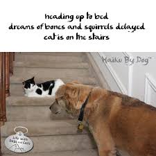 Haiku Poems About Tigers Haiku By Dog Heading Up To Bed Dreams Of Bones And Squirrels Dog Poetry Haiku Dogs