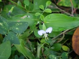 Image result for Commelina petersii