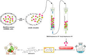 Purification And Characterization Of A Thermoalkaliphilic