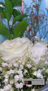 احبك جدا plants