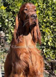 Image result for irský setr