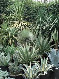 Agave Collection Garten Pflanzen Wustenlandschaft Sukkulenten Pflanzen