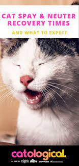 We Cover Everything You Need To Know About Your Cat S Spaying Or Neutering Procedure And What To Expect When It S All Said And Cat Neutering Cats Cat Training