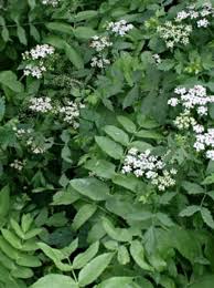 Image result for Berula erecta