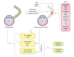 Polyubiquitination Inhibition Of Estrogen Receptor Alpha And