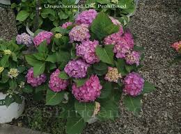 However, if you know the. Plantfiles Pictures Bigleaf Hydrangea French Hydrangea Let S Dance Big Easy Hydrangea Macrophylla By Daylilyslp