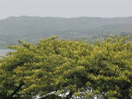 Image result for Acacia abyssinica