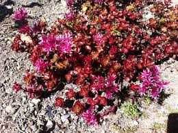 Brilliant red flowers in late summer. 2 Sedum Spurium Dragons Blood Cactus Succulent Plants Plants Seeds Bulbs