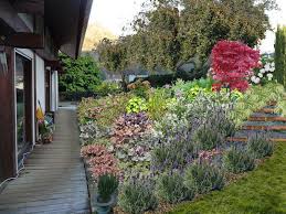 Pour un talus humide, la lysimachia nummularia. Fleurir Un Talus Plan De Talus Fleuri