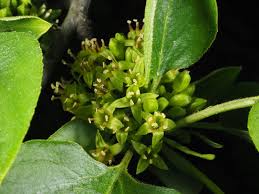 Image result for Rhamnus staddo