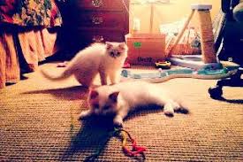 ~ licensed, bonded & insured. Pet Sitter In Northwest Calgary Calgary Alberta Calgary Cat Dog More House Sitting Petbacker