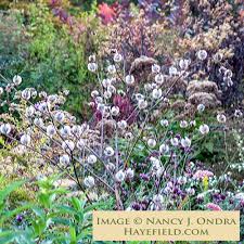 Image result for Nicandra