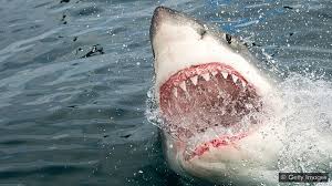 Bull sharks can have 350 teeth in their mouth perhaps i did sell bull sharks a little short (no pun intended), although 13 feet would be a real monster. The Real Reasons Why Sharks Attack Humans Bbc Future