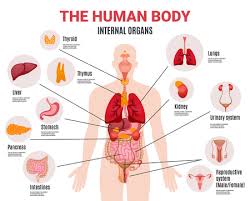 The internal anatomy is all of the parts you can't see, and where the reproductive magic happens. Female Anatomy Stock Illustrations Cliparts And Royalty Free Female Anatomy Vectors