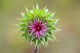 Image result for Carduus