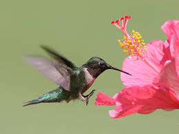 We did not find results for: 8 Flowers That Attract Hummingbirds Reader S Digest Canada