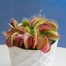 Cape fear river basin, north and south carolina. Venus Flytrap Dionaea Muscipula Guide Our House Plants
