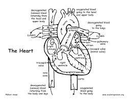 In particular, we can distinguish between animal anatomy and plant anatomy. Anatomy And Physiology Coloring Pages Free Collection Anatomy And Physiology Coloring Pages Anatomy Coloring Book Heart Coloring Pages Anatomy And Physiology Coloring Home
