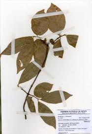 Image result for Sericanthe