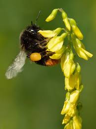 As gardeners, we can do our part to help keep these important pollinators well fed. Bumblebee Wikipedia