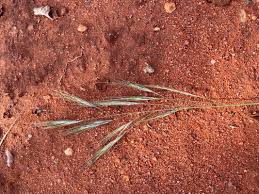 Image result for Aristida adscensionis