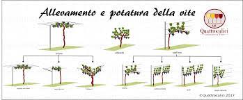 Www.stockergarden.com come potare la vite: Le Forme Di Allevamento Della Vite Quattrocalici Conoscere Il Vino