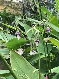 Image result for Thalia geniculata