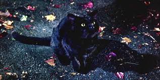 The best gifs are on giphy. Your Local Shelter Probably Won T Let You Adopt A Black Cat Around Halloween