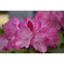 Very lustrous medium to dark green leaves. Jc Raulston Arboretum Photographs Of Southgate Brandi Rhododendron