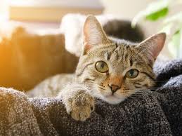 But other cats have separation anxiety that can lead to behaviors like excessive meowing, compulsive grooming, loss here are nine ways you can reduce separation anxiety in your cat while you're away traveling. Vacation And Separation Anxiety In Cats