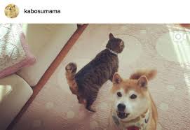 Shiba inu coin is relatively new but is readily available to buy at some of the top cryptocurrency brokers. Doge Know Your Meme