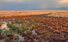 Reserva De La Biosfera De Janos Chihuahua Gob Mx