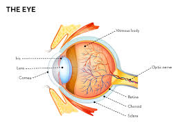 The Senses Sight Alimentarium