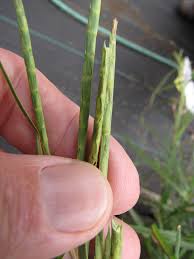 Image result for Hemarthria