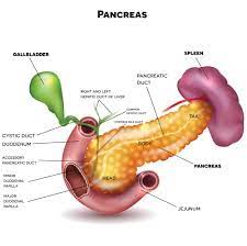 Pancreatic cancer occurs within the tissues of the pancreas, which is a vital endocrine organ located behind the stomach. Pancreatic Cancer Types Johns Hopkins Medicine