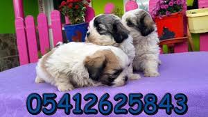 Shih Tzu Tuy Bakimi Shih Tzu