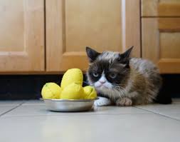 Petsmart breaks up into three classes, puppy, intermediate and advanced. Grumpy Cat Toys Are Available At Petsmart Enter Grumpy Cat Lemon Balls According To Grumpy When Life Gives You Lemons Throw T Cats Diy Cat Food Cat Plants