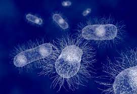 L'escherichia coli è il principale batterio responsabile di infezioni urinarie, causando fino al 90% dei casi. Escherichia Coli Biologia Net