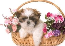 Maybe you would like to learn more about one of these? 45 Shih Tzu Puppy Names Pettime