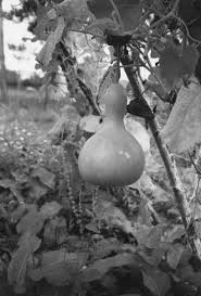 Image result for Lagenaria rufa